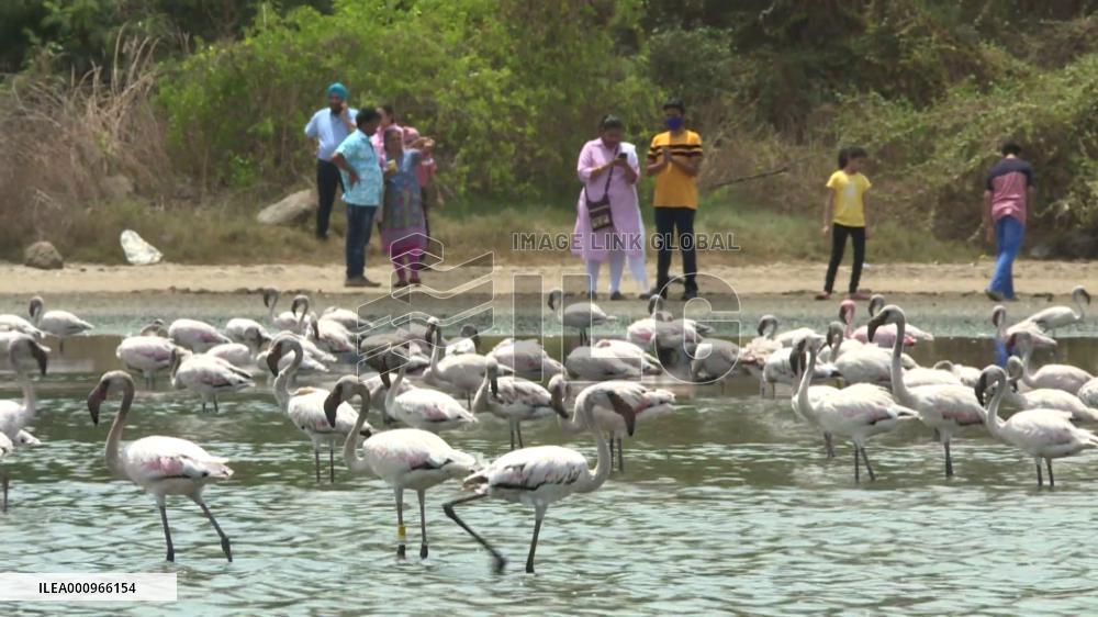 Mumbai holds Flamingo Festival on World Migratory Bird Day