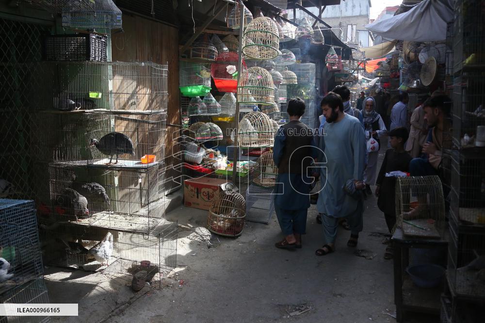 AFGHANISTAN-KABUL-BIRD SHOPS