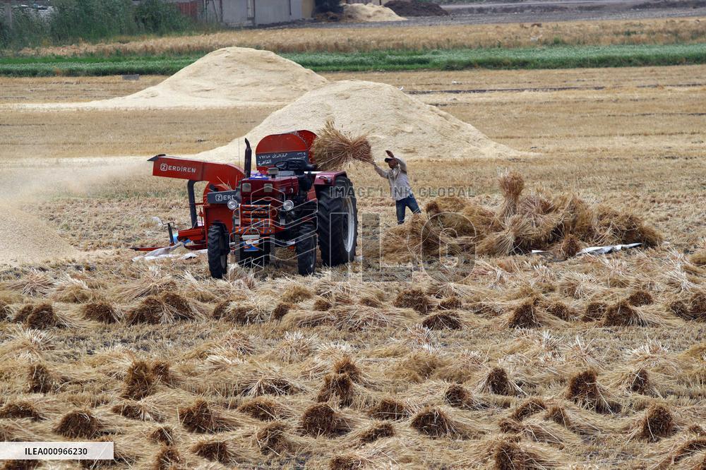 EGYPT-QALYUBIA-WHEAT PRODUCTION