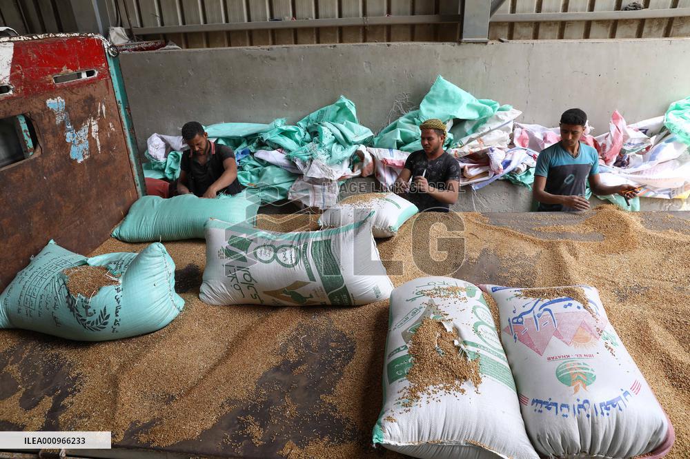 EGYPT-QALYUBIA-WHEAT PRODUCTION