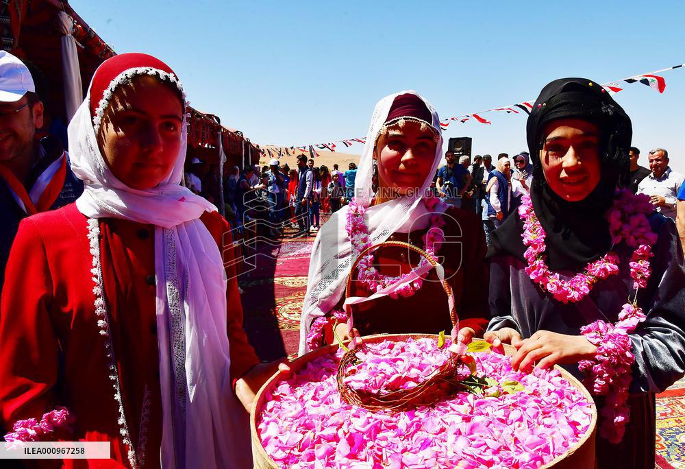 SYRIA-DAMASCUS-DAMASK-ROSE-PICKING