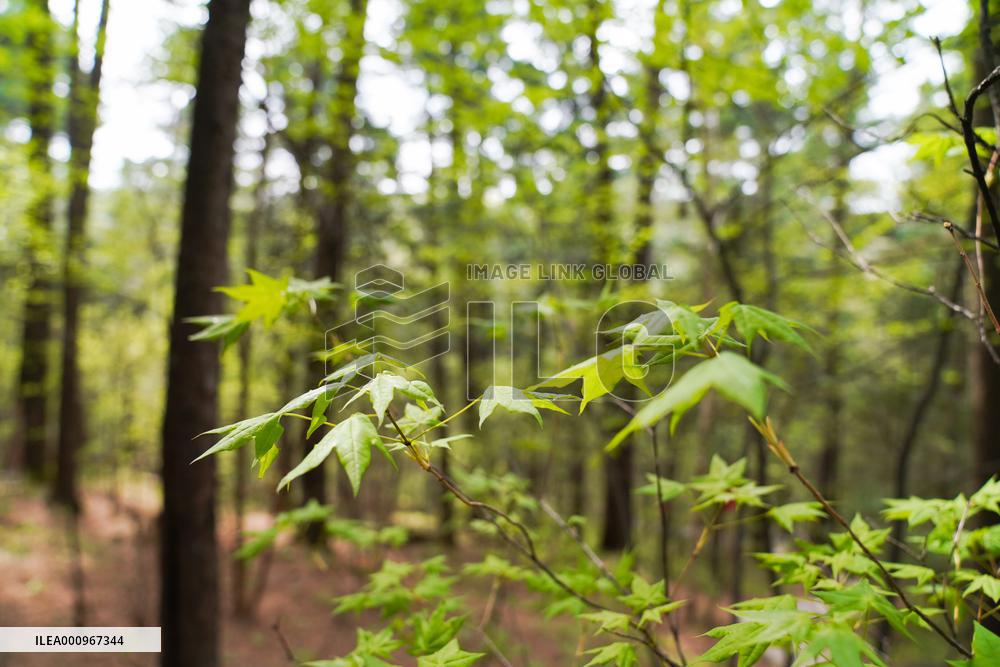 CHINA-HEILONGJIANG-YICHUN-FOREST PARK-SCENERY (CN)