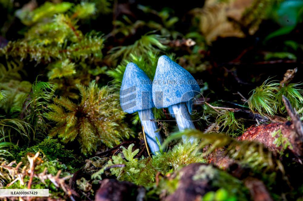 NEW ZEALAND-FUNGI-COLOR