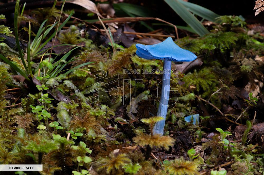 NEW ZEALAND-FUNGI-COLOR
