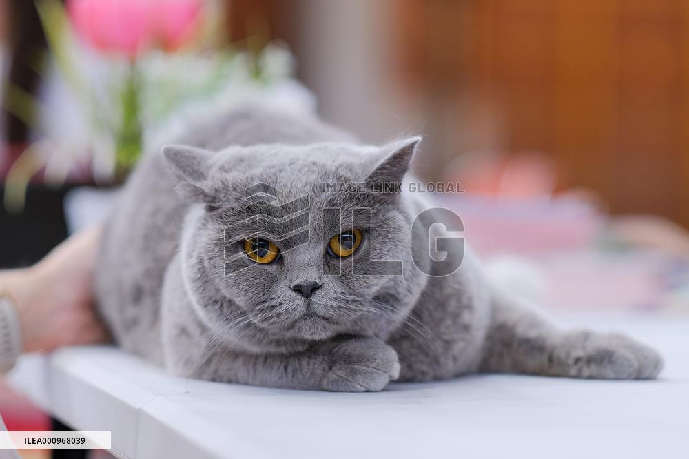 CROATIA-ZAGREB-INT'L CAT SHOW