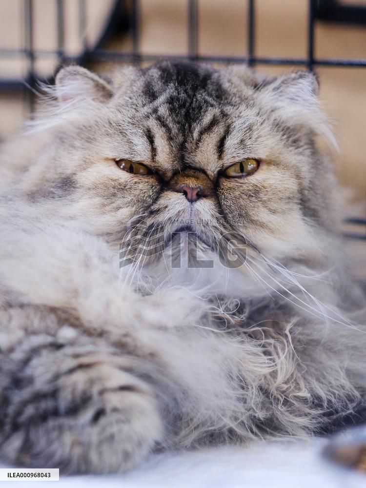 CROATIA-ZAGREB-INT'L CAT SHOW