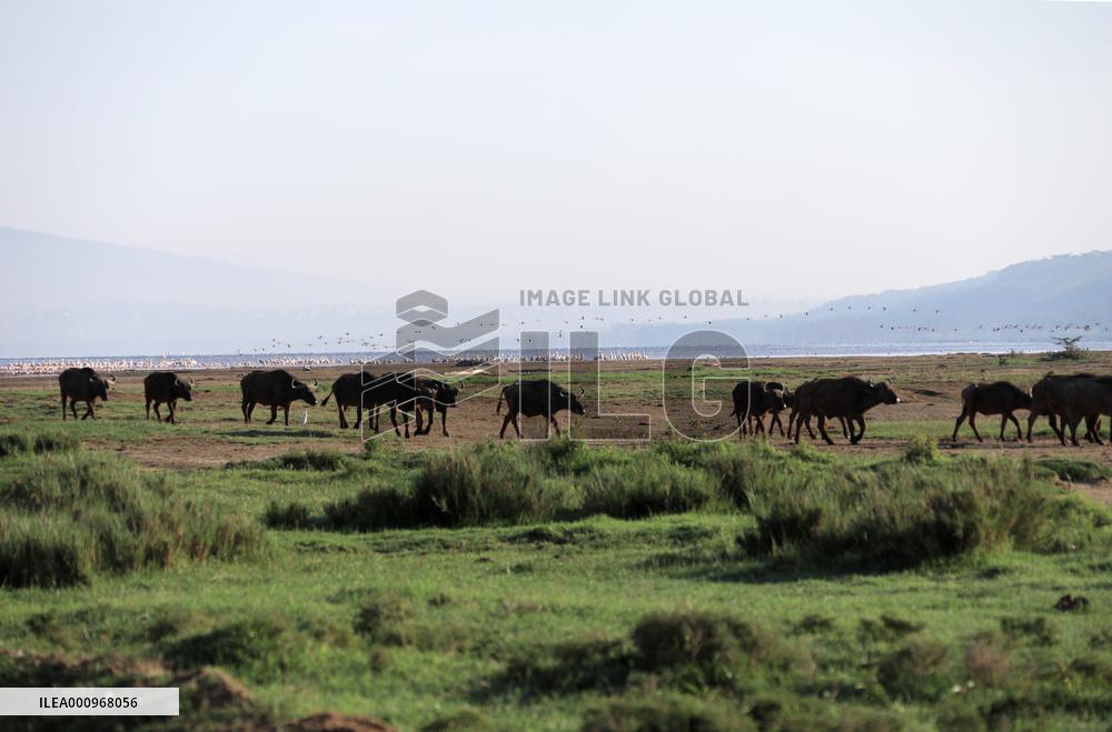 KENYA-NAKURU-ANIMALS