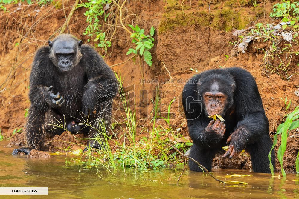 CAMEROON-LITTORAL-DOUALA EDEA NATIONAL PARK