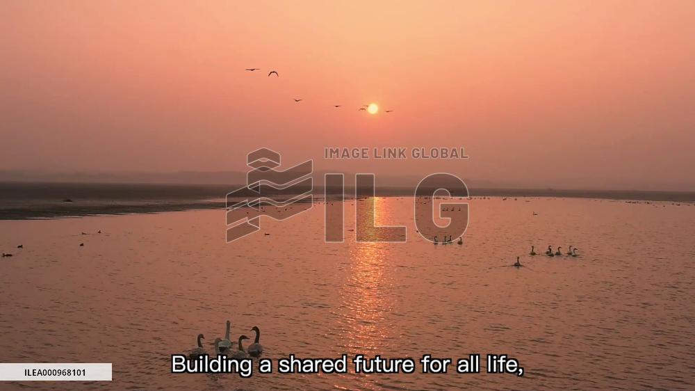 GLOBALink | Rare species thrive in China through enhanced biodiversity conservation