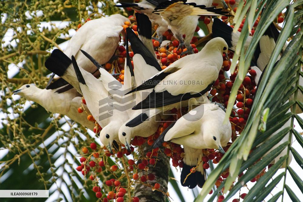 SINGAPORE-BIODIVERSITY-PARK
