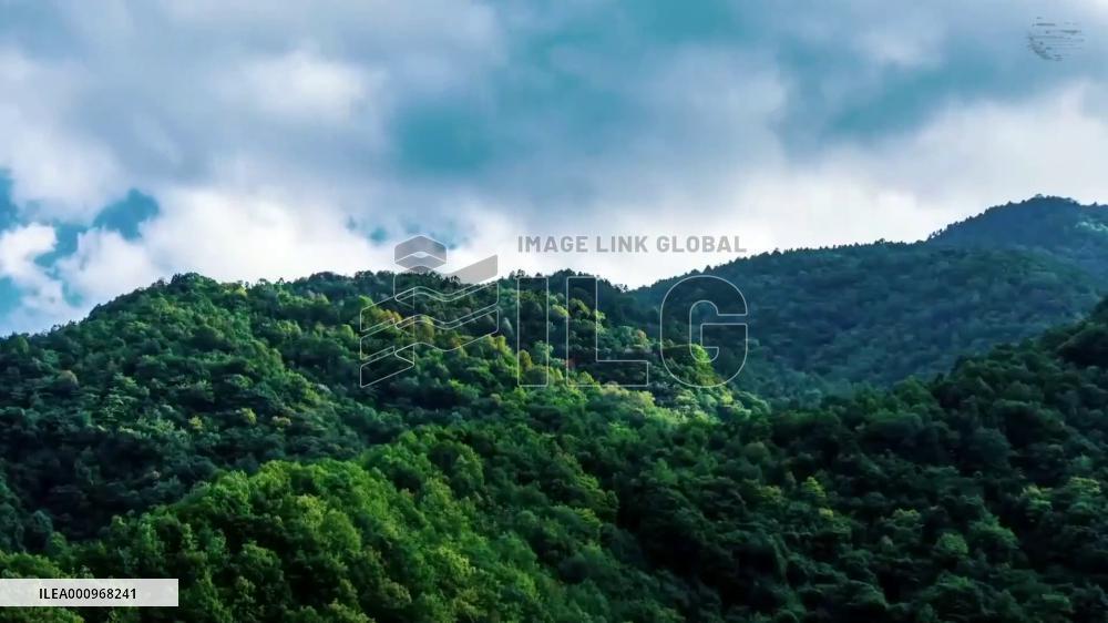 GLOBALink | Wildlife protection efforts in China's Qinling Mountains pay off