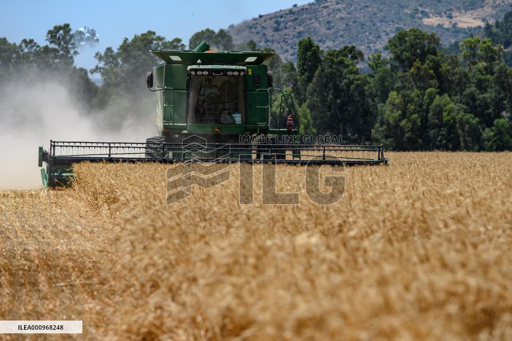 ISRAEL-KIRYAT SHEMONA-WHEAT HARVEST
