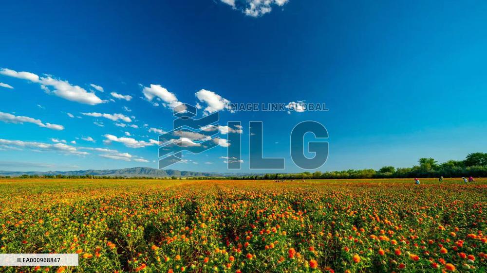 CHINA-XINJIANG-YUMIN-SAFFLOWER-INDUSTRY (CN)