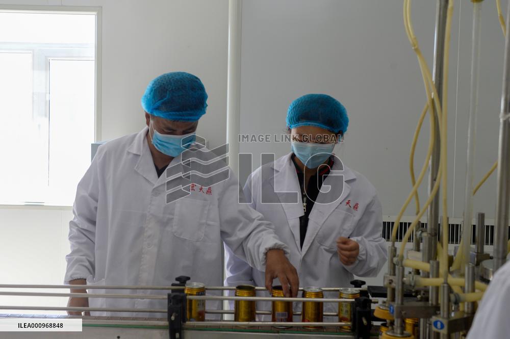 CHINA-XINJIANG-YUMIN-SAFFLOWER-INDUSTRY (CN)