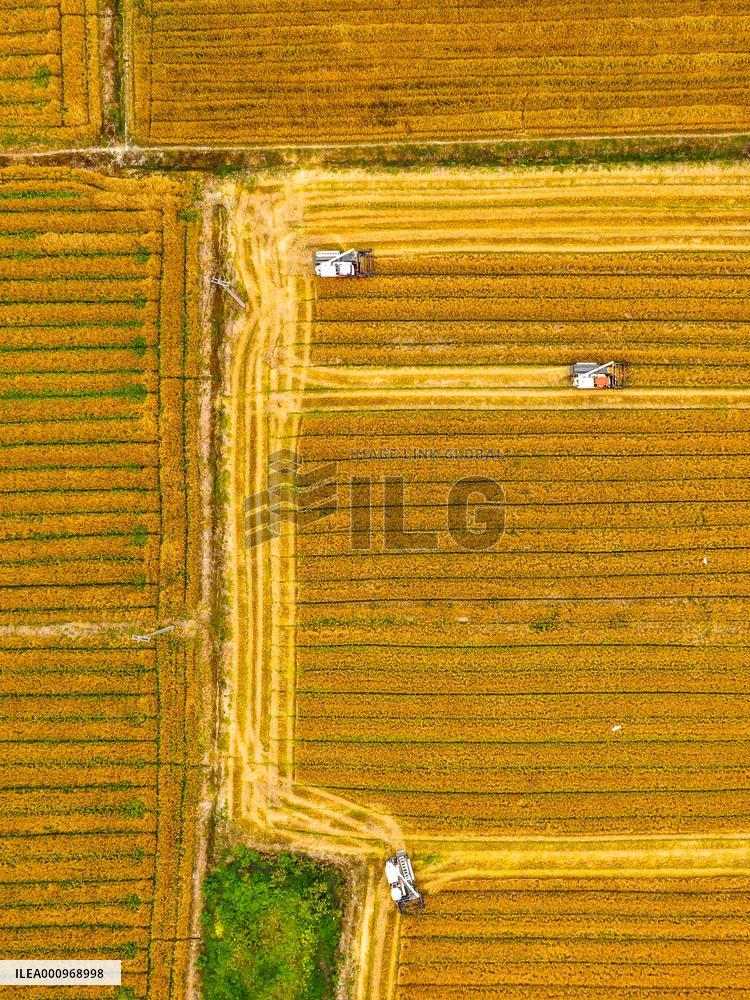 #CHINA-WHEAT-HARVEST (CN)