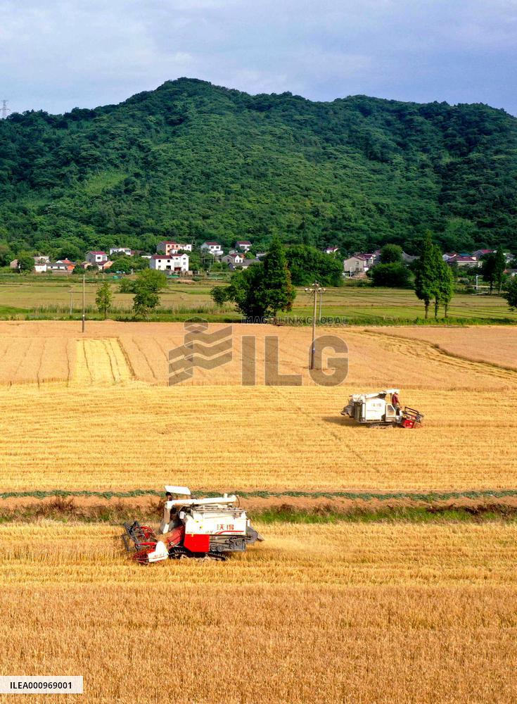 #CHINA-WHEAT-HARVEST (CN)