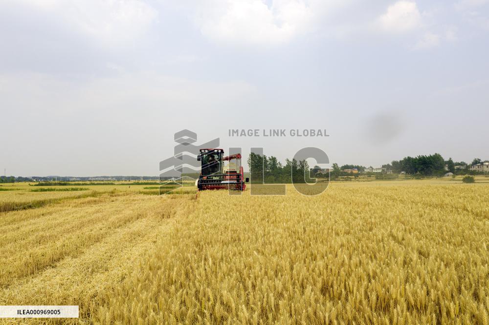 #CHINA-WHEAT-HARVEST (CN)