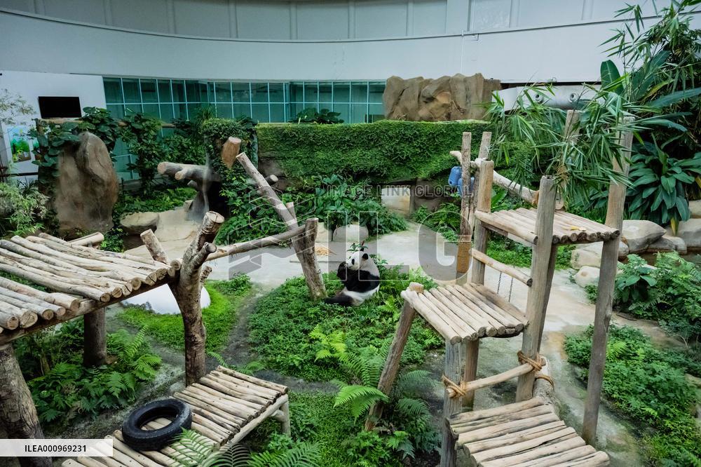 MALAYSIA-KUALA LUMPUR-GIANT PANDA-SHENG YI