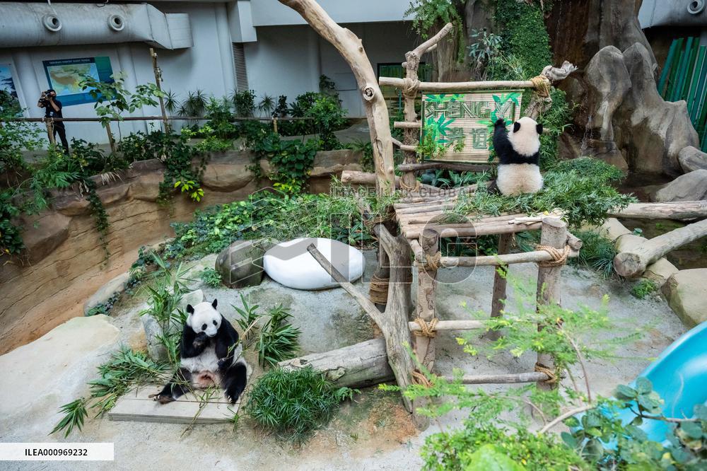 MALAYSIA-KUALA LUMPUR-GIANT PANDA-SHENG YI