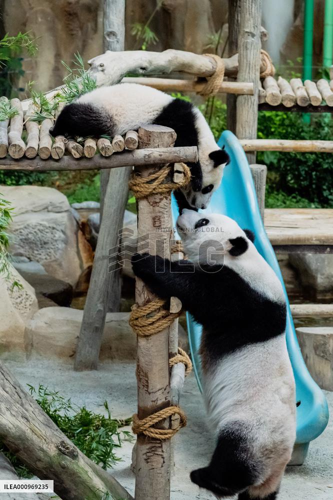 MALAYSIA-KUALA LUMPUR-GIANT PANDA-SHENG YI