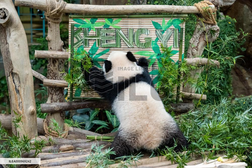 MALAYSIA-KUALA LUMPUR-GIANT PANDA-SHENG YI