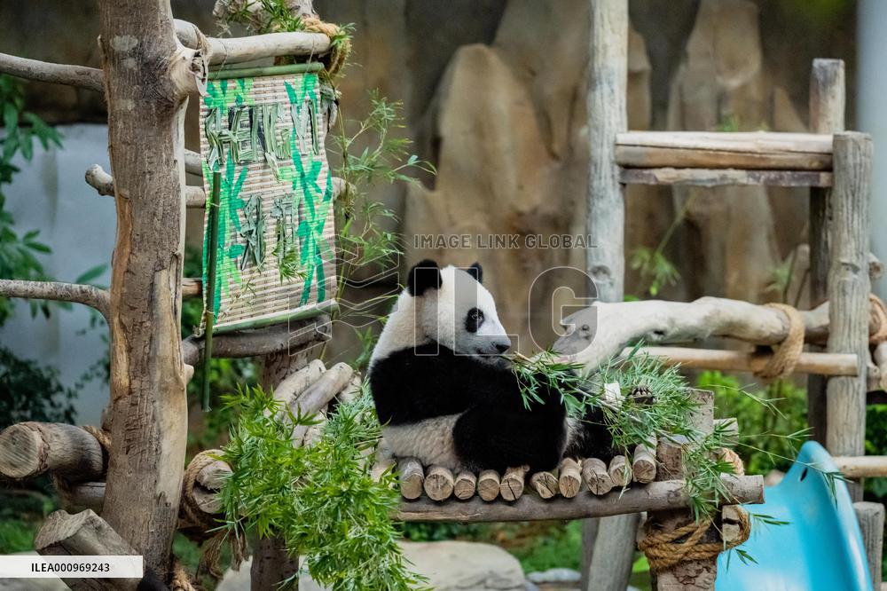 MALAYSIA-KUALA LUMPUR-GIANT PANDA-SHENG YI