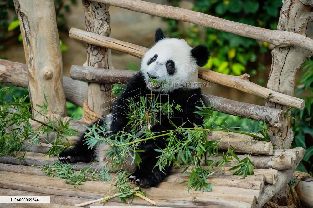 MALAYSIA-KUALA LUMPUR-GIANT PANDA-SHENG YI