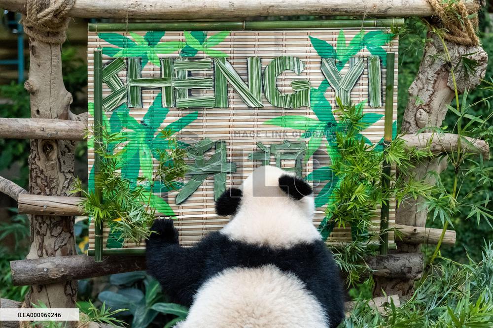 MALAYSIA-KUALA LUMPUR-GIANT PANDA-SHENG YI