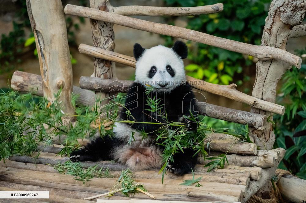 MALAYSIA-KUALA LUMPUR-GIANT PANDA-SHENG YI