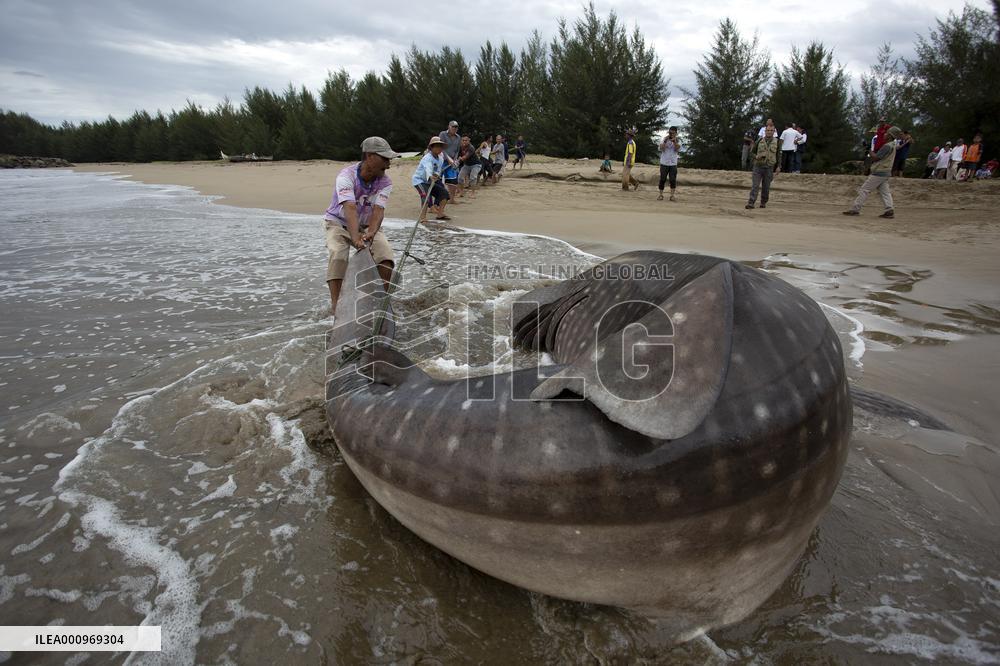 INDONESIA-WEST SUMATRA-STRANDED WHALE SHARK