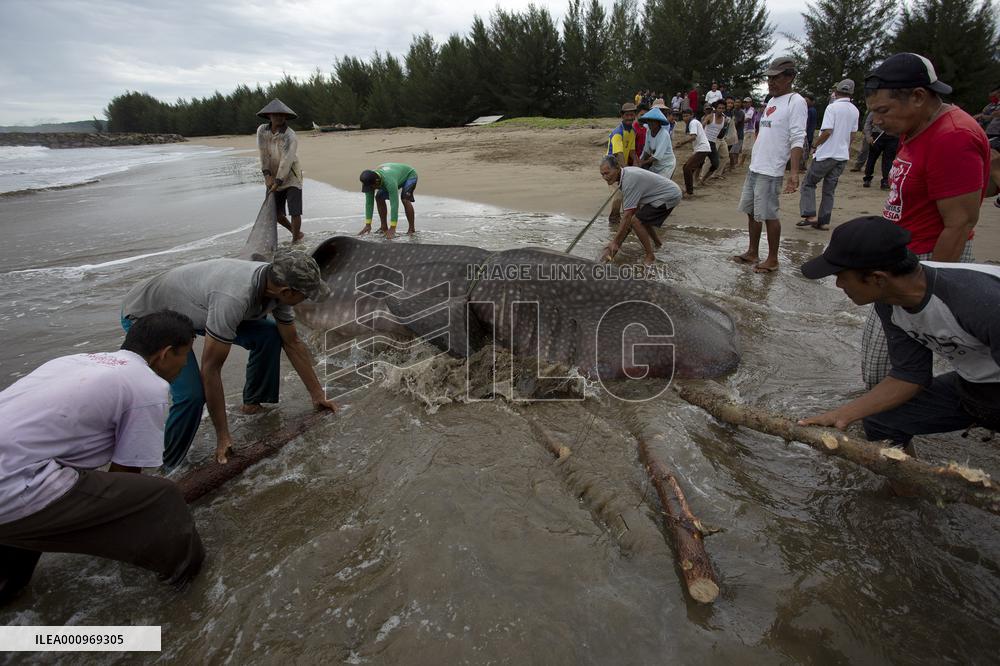 INDONESIA-WEST SUMATRA-STRANDED WHALE SHARK