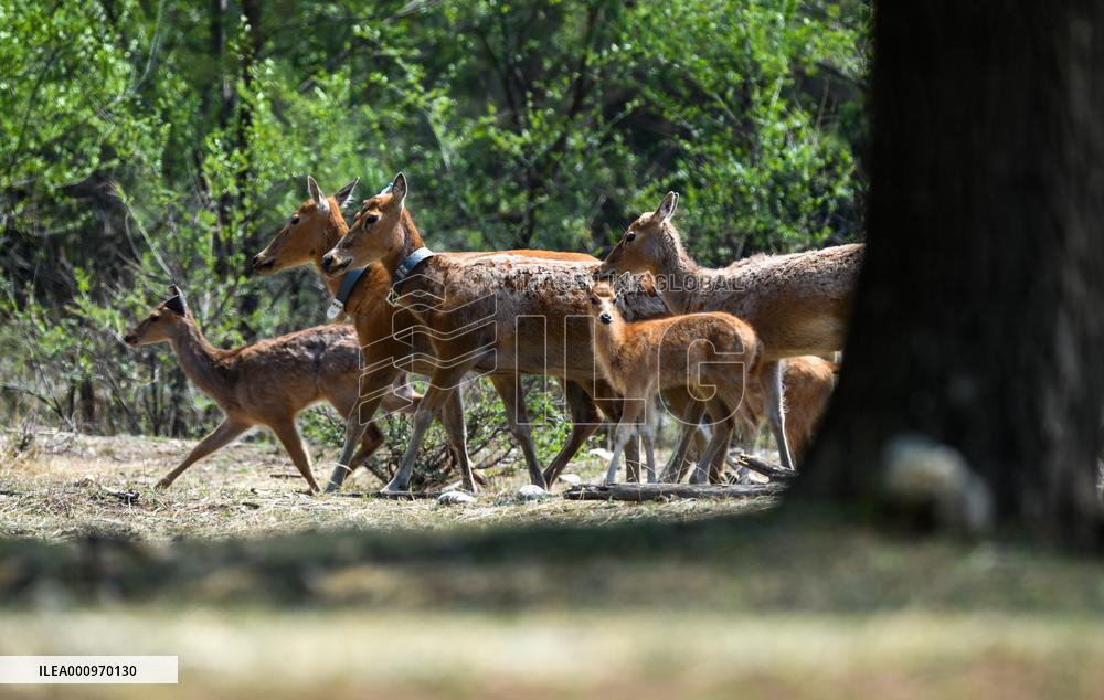 CHINA-INNER MONGOLIA-MILU DEER-FERALIZATION (CN)