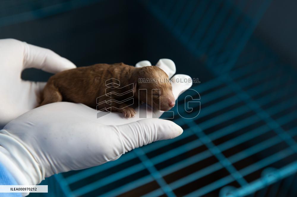 CHINA-SHANGHAI-COVID-19-PETS-CARE (CN)