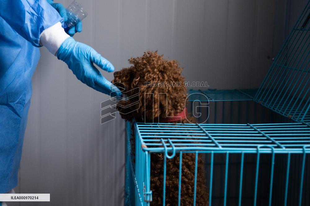 CHINA-SHANGHAI-COVID-19-PETS-CARE (CN)