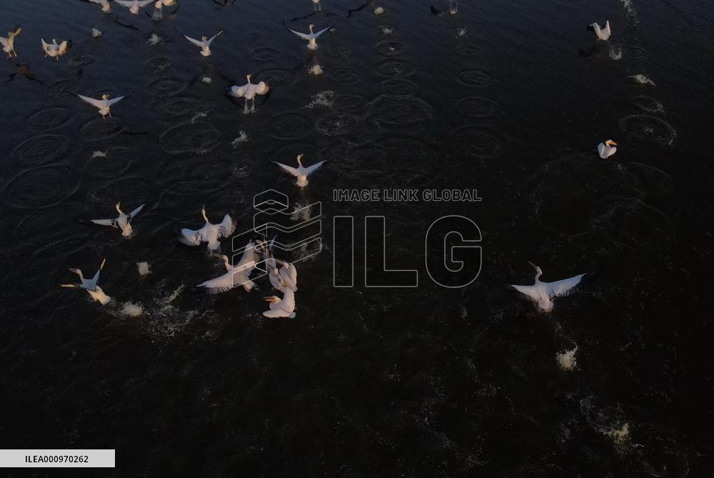 TURKEY-ANKARA-PELICANS