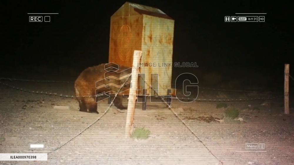 Population of endangered Gobi bears exceeds 50 in Mongolia