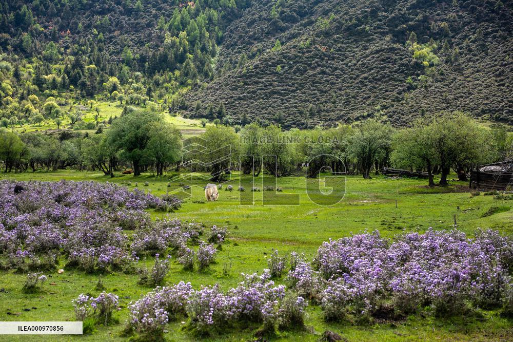 CHINA-YUNNAN-SHANGRI-LA-POTATSO NATIONAL PARK-SCENERY (CN)