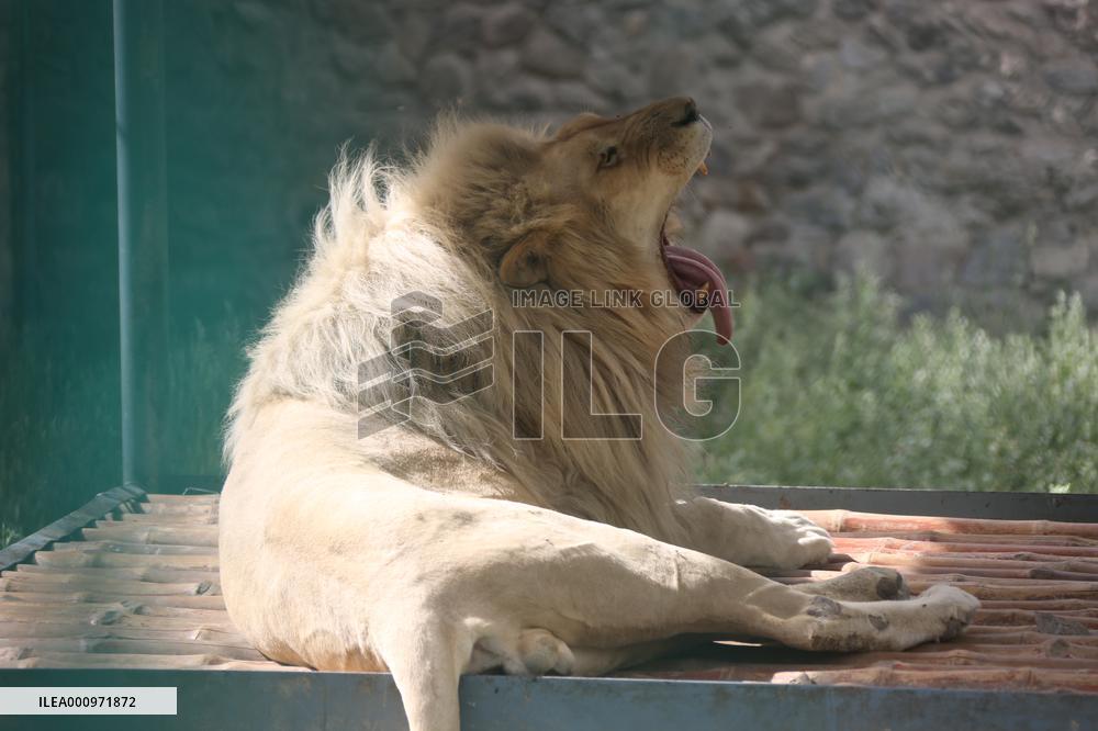 AFGHANISTAN-KABUL-ZOO