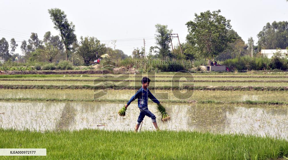 KASHMIR-JAMMU-PADDY SAPLING-FARMING