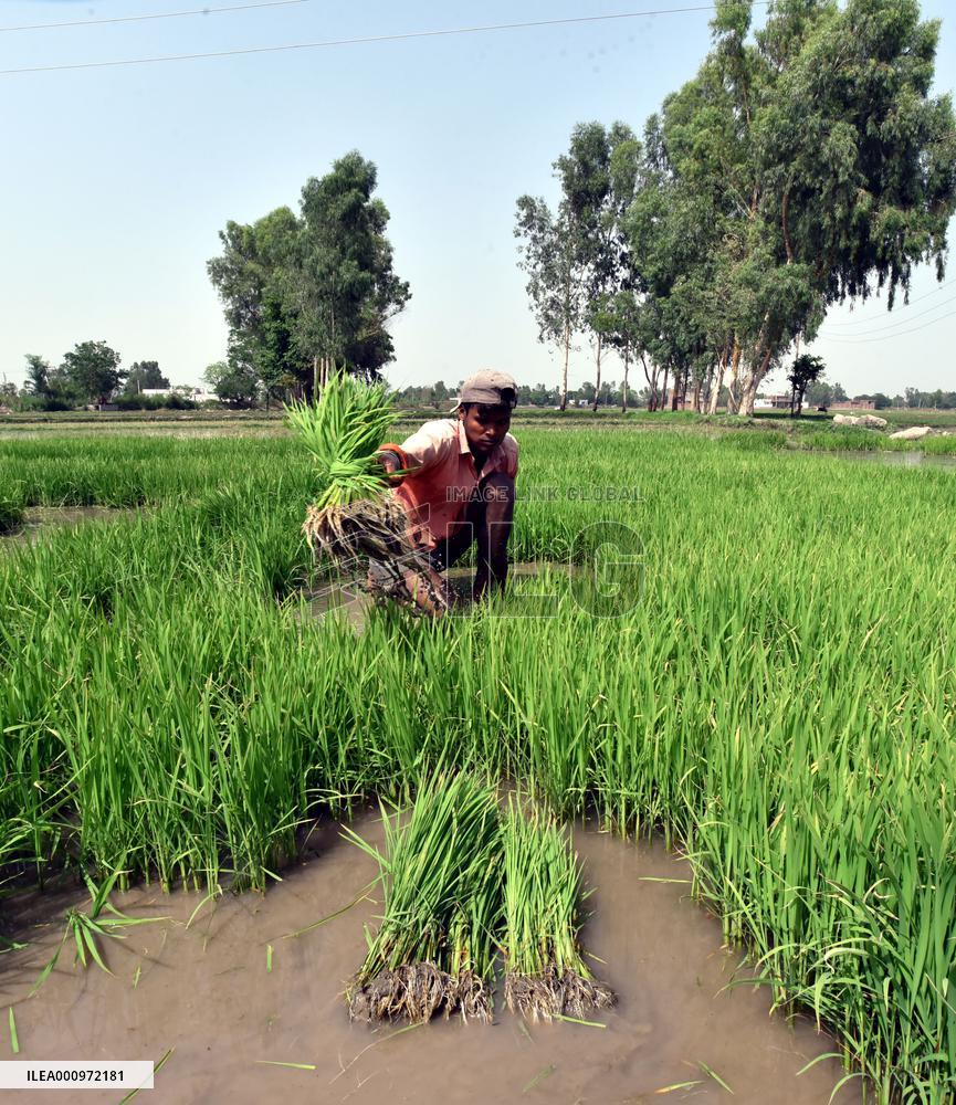 KASHMIR-JAMMU-PADDY SAPLING-FARMING