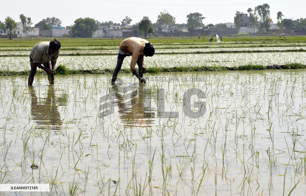 KASHMIR-JAMMU-PADDY SAPLING-FARMING