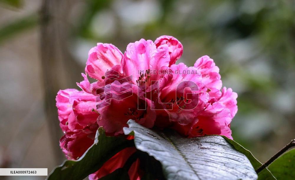 CHINA-YUNNAN-GAOLIGONG MOUNTAINS-KING OF RHODODENDRON (CN)