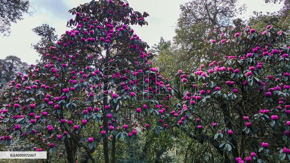 CHINA-YUNNAN-GAOLIGONG MOUNTAINS-KING OF RHODODENDRON (CN)