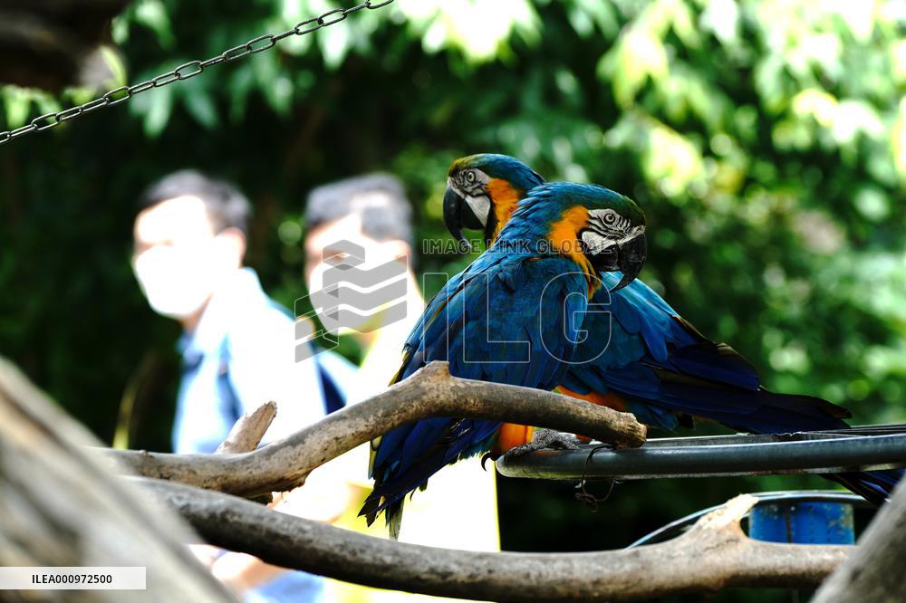 CHINA-SHANGHAI-ZOO-REOPENING (CN)