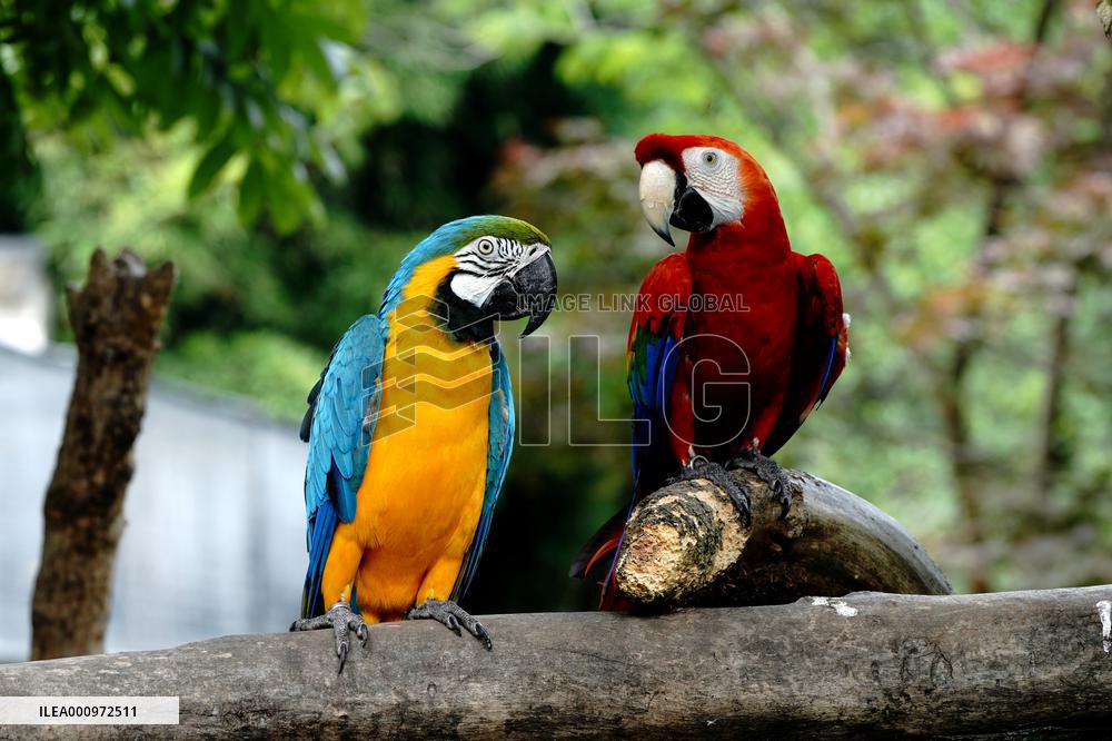 CHINA-SHANGHAI-ZOO-REOPENING (CN)