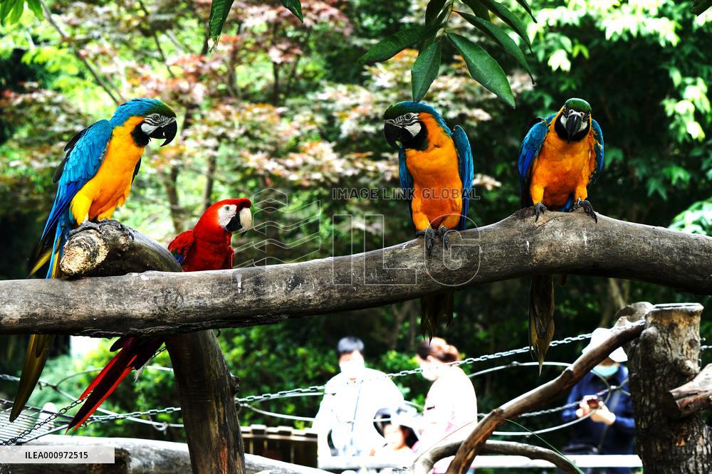 CHINA-SHANGHAI-ZOO-REOPENING (CN)