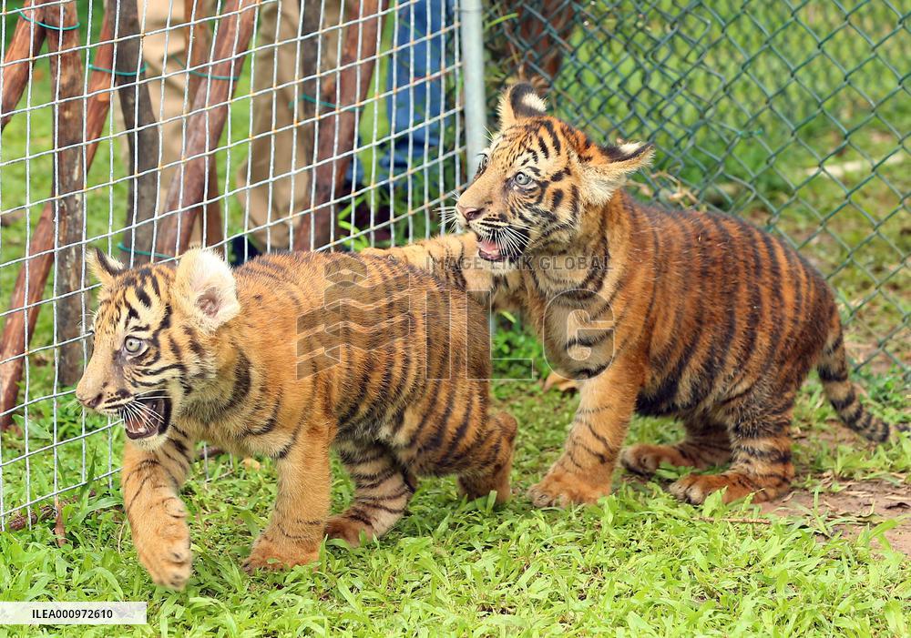 SRI LANKA-COLOMBO-TIGER CUBS