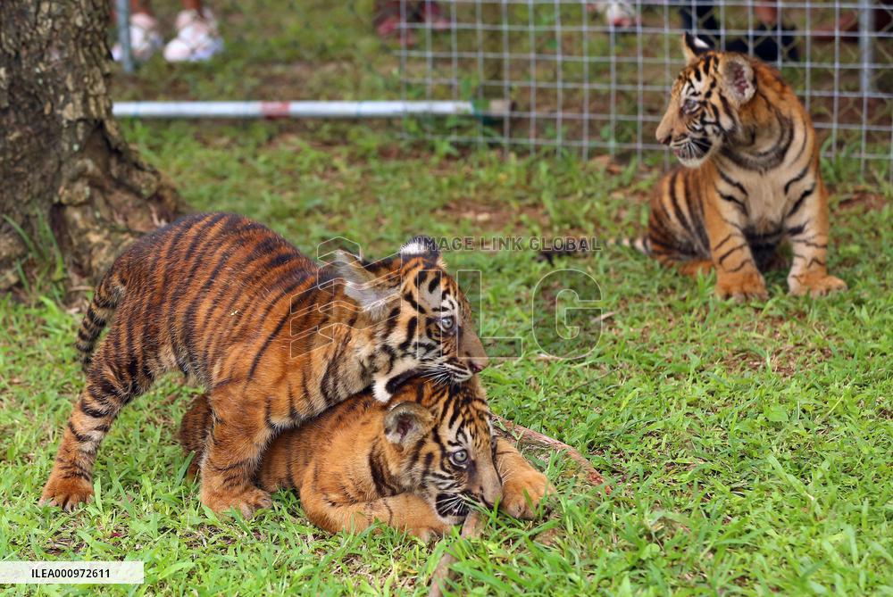 SRI LANKA-COLOMBO-TIGER CUBS