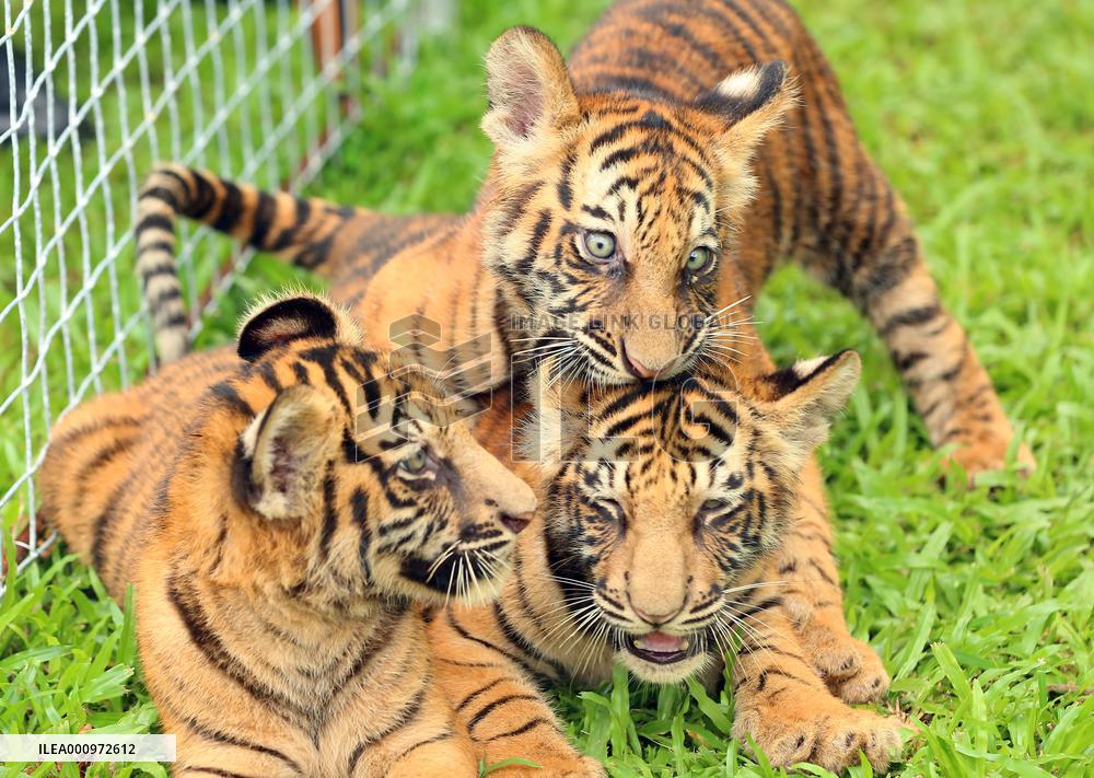 SRI LANKA-COLOMBO-TIGER CUBS