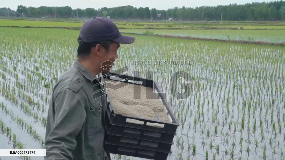 Breeding crabs in paddy fields